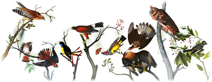 Google Logo: 226th Birthday of John James Audubon - French-American ornithologist, naturalist, hunter, and painter.